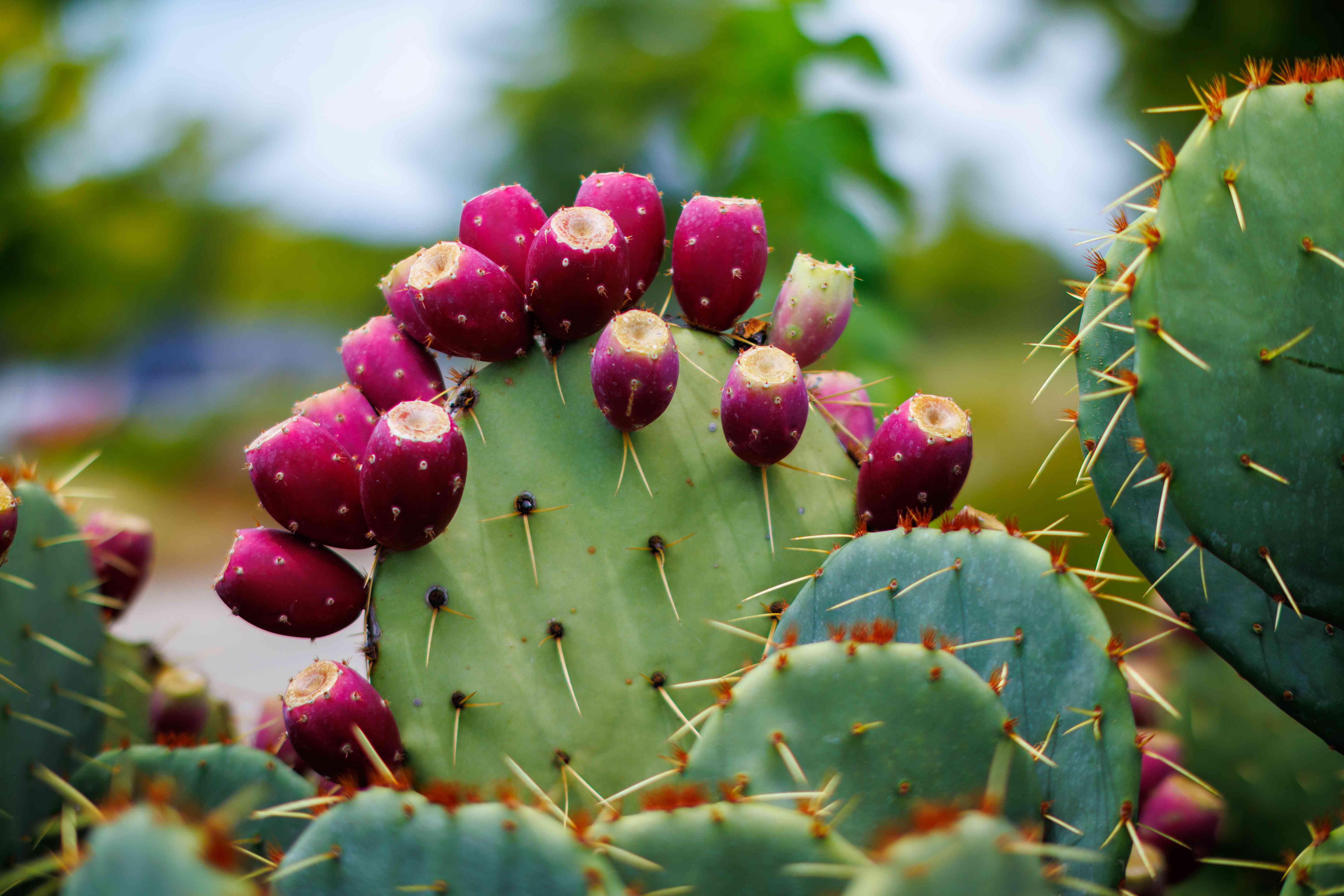 11 Prickly Pear Facts For Better Health
