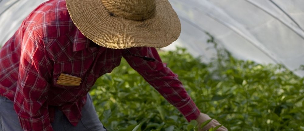 12+ Local Gardening Classes To Grow Like Pros