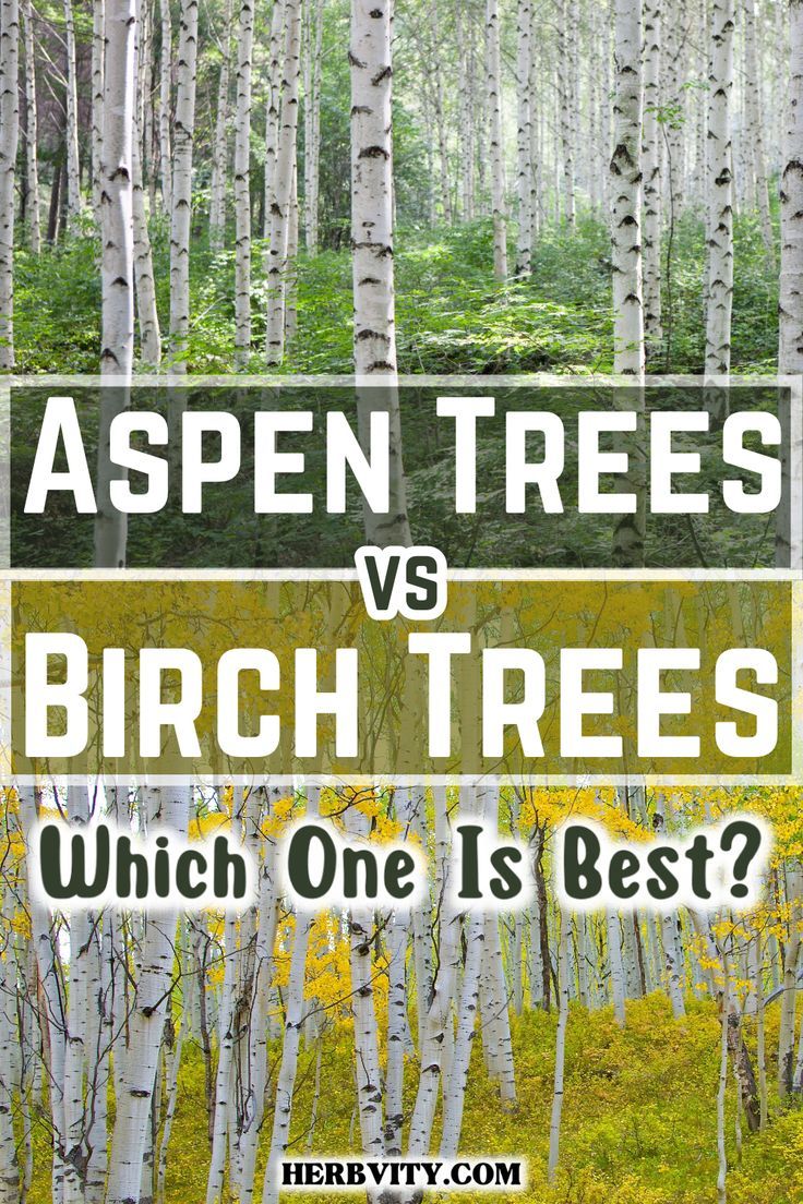 Aspen Tree Vs Birch Aspen Tree Vs Birch