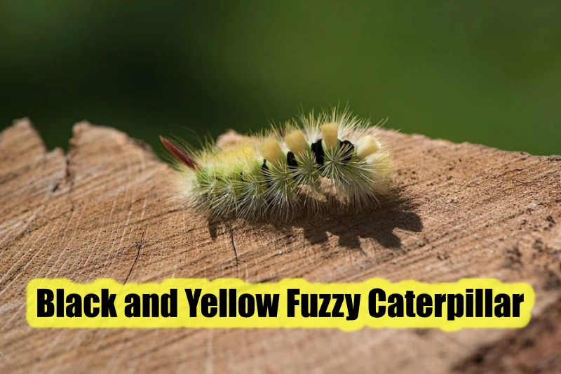 Black And Yellow Fuzzy Caterpillar