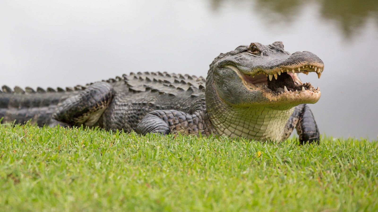 Escort Alligator Safety Tips