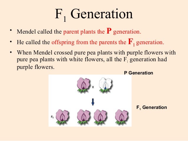F1 Generation: Definition And Genetics Explained F1 Generation: Definition And Genetics Explained