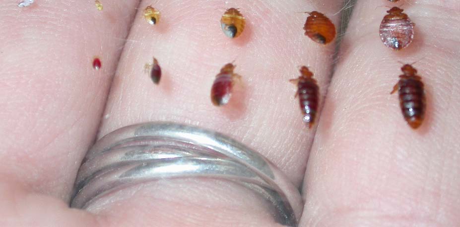 How To Identify Bed Bugs In Photos? Expert Tips