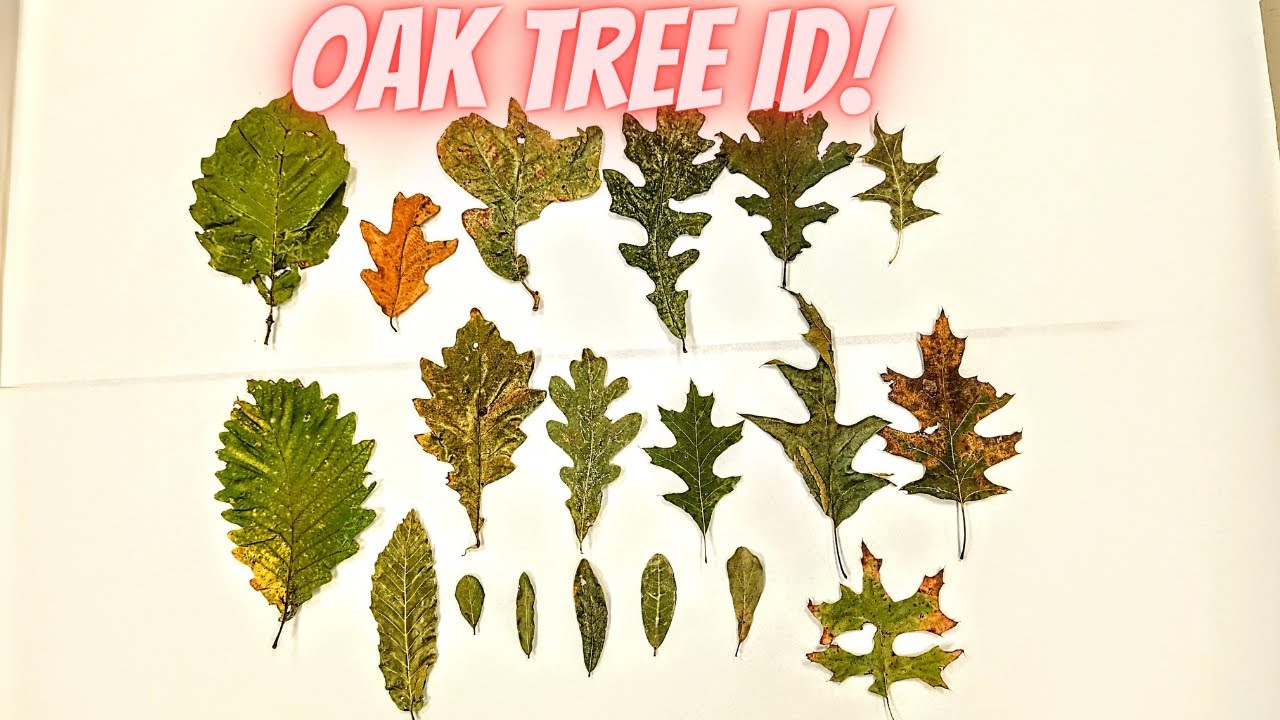How To Identify Oak Leaves? A Simple Guide How To Identify Oak Leaves? A Simple Guide