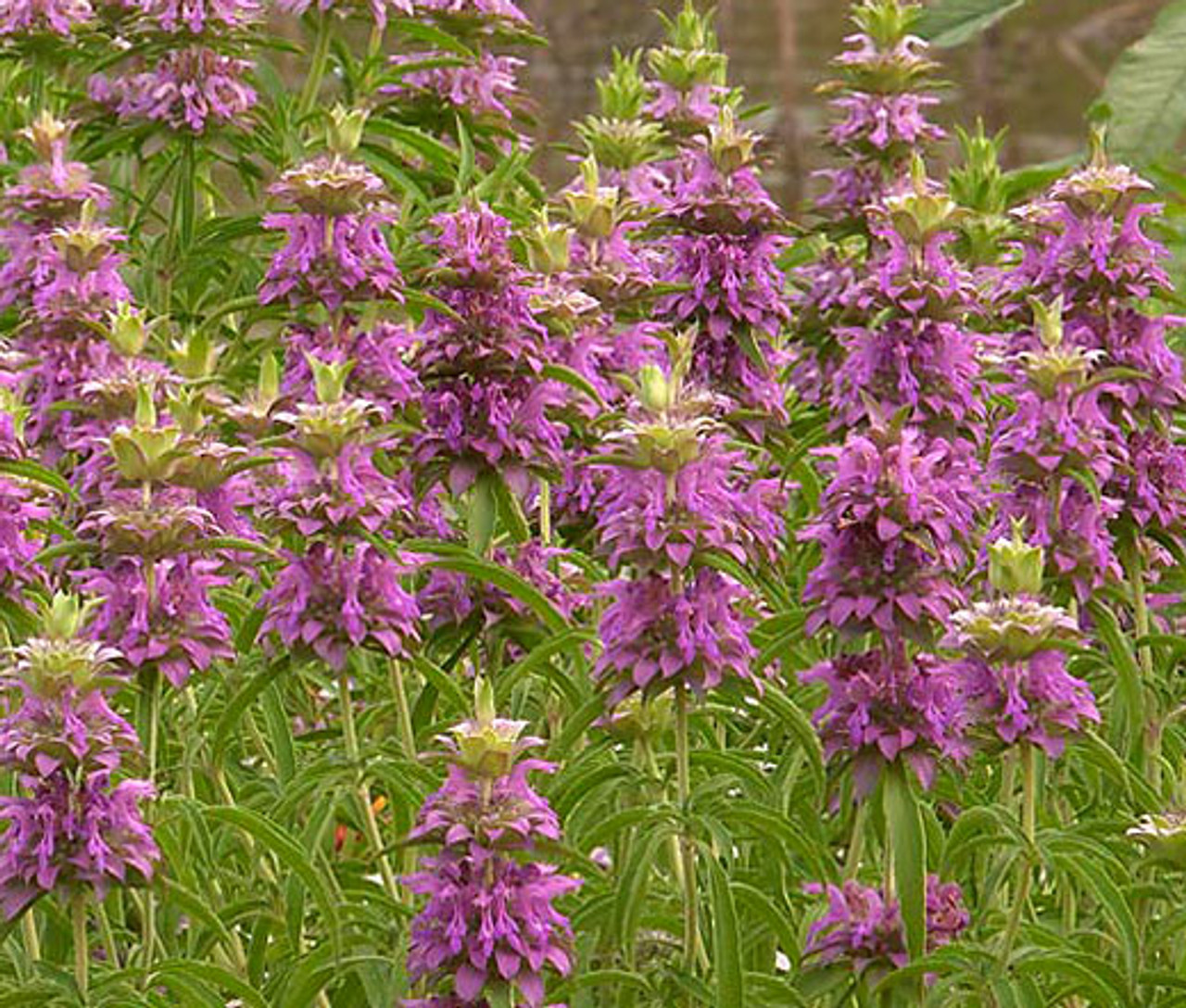 How To Use Lemon Mint Monarda Citriodora? Herbal Tips