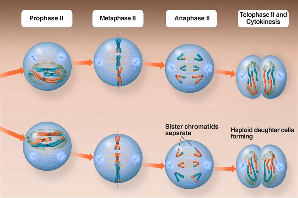 Meiosis: Easy Cell Division Guide