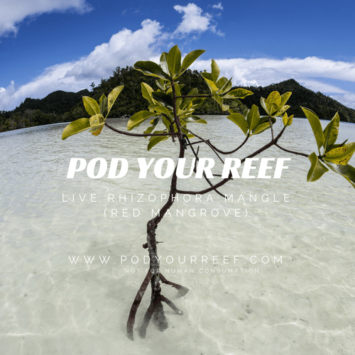 Red Mangrove Guide: Mastering Rhizophora Mangle Red Mangrove Guide: Mastering Rhizophora Mangle