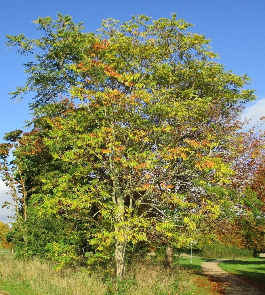 Tree Of Heaven Guide: Key Traits Tree Of Heaven Guide: Key Traits