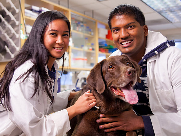 Veterinary Colleges Near Me: Comprehensive List