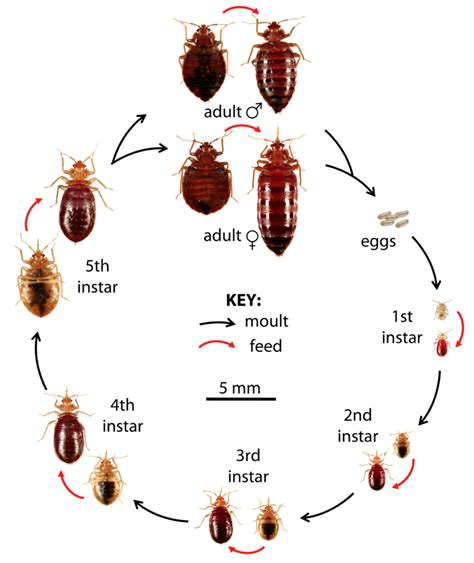 What Do Bed Bug Photos Look Like? Id Guide What Do Bed Bug Photos Look Like? Id Guide
