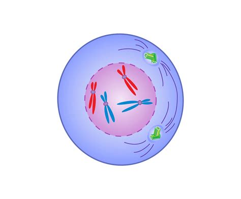 What Happens In Prophase 1 What Happens In Prophase 1