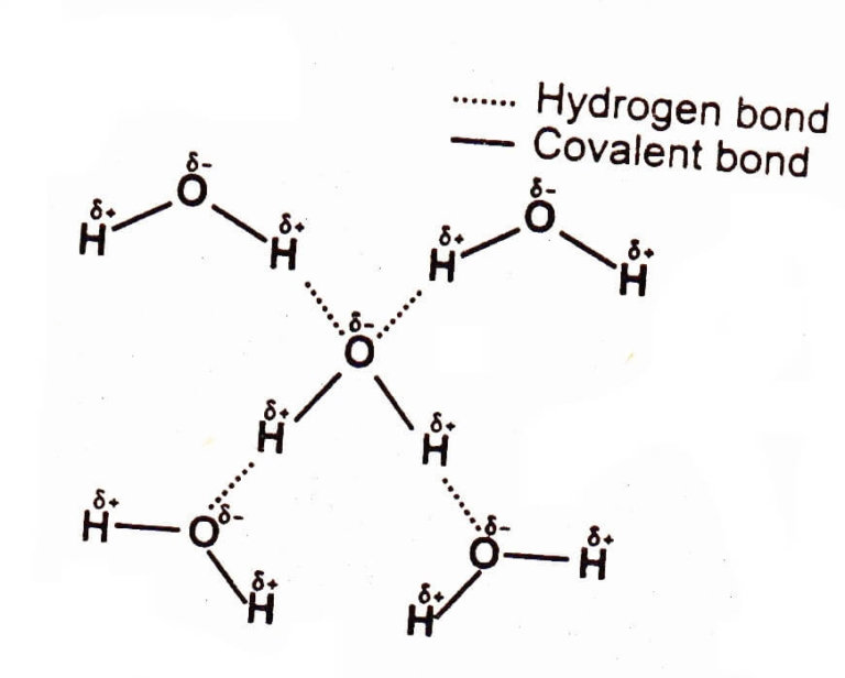 What Is Hydrogen Bonding In Water? A Clear Explanation