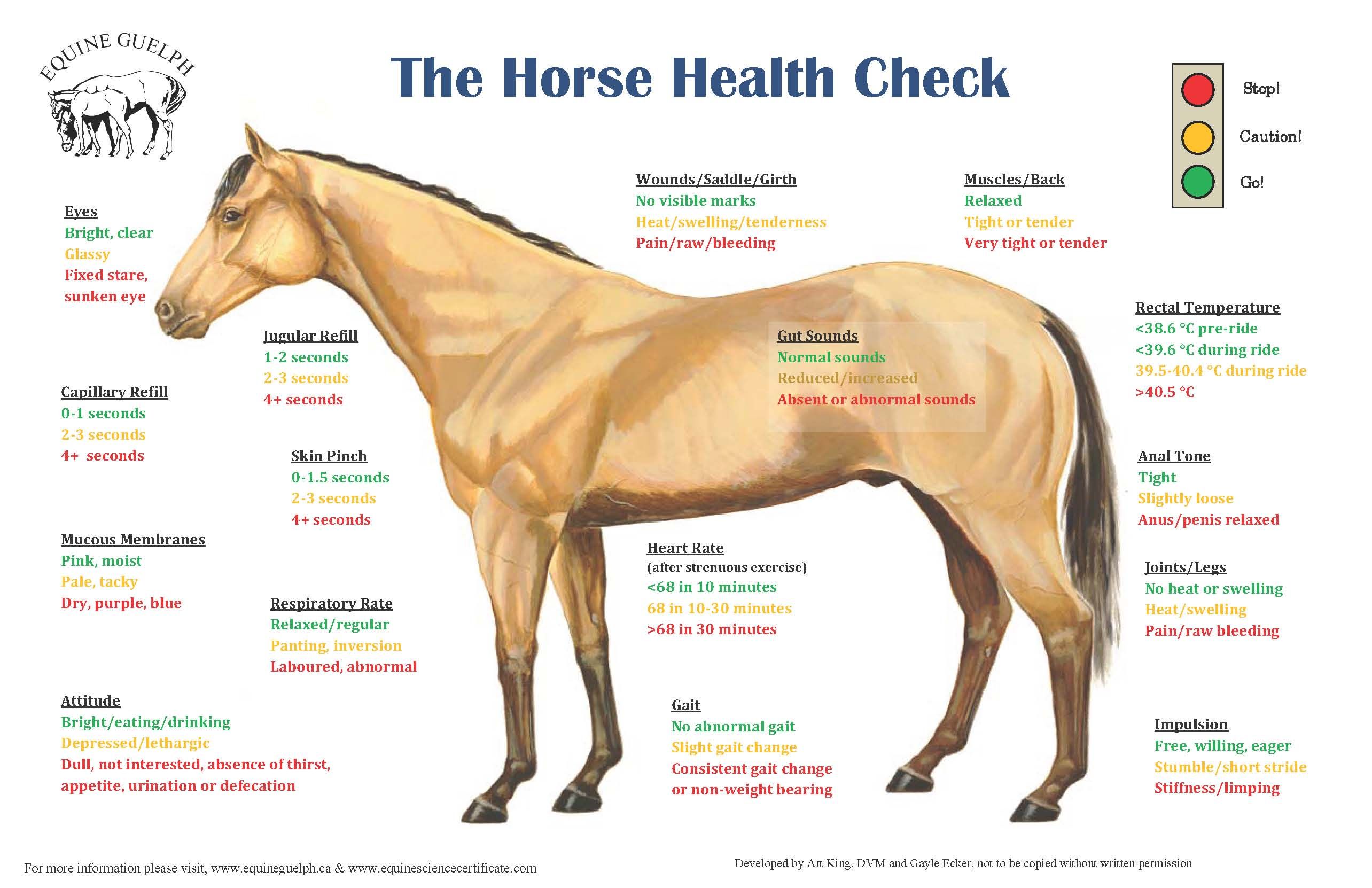 What Is Woman Horse Sex? Safety Guide