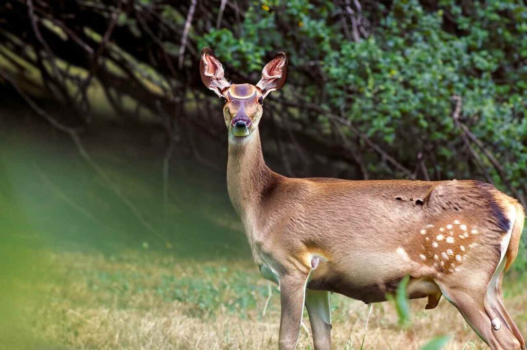 Whitetail Deer: Know Gestation Period