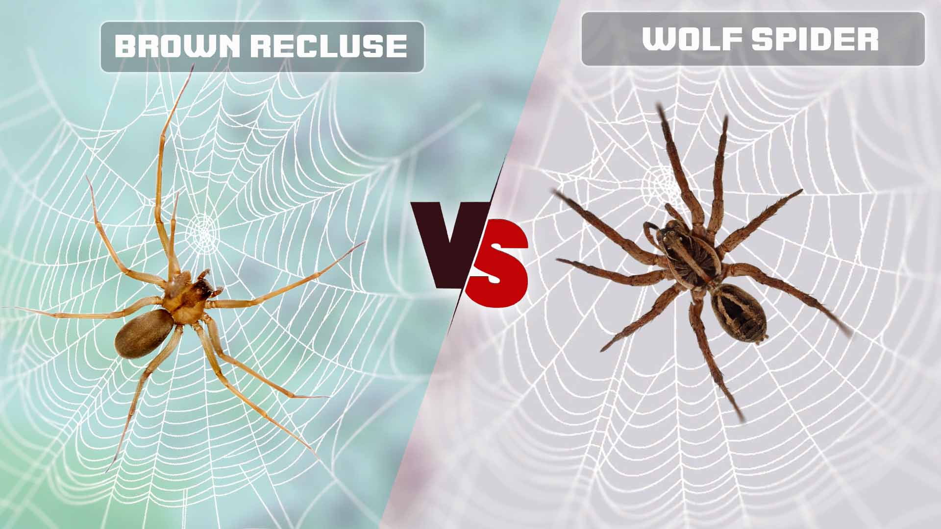 Wolf Spider Vs Brown Recluse